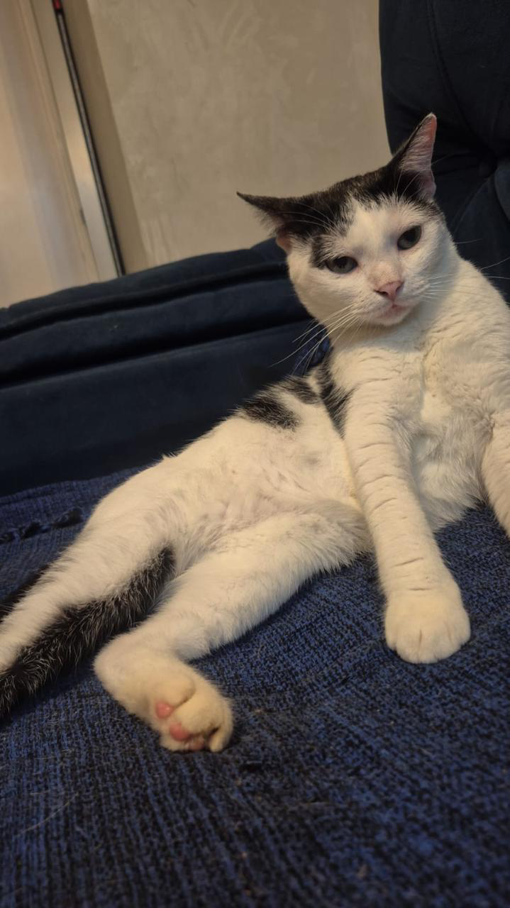 Floks, o gato real que inspirou a aventura